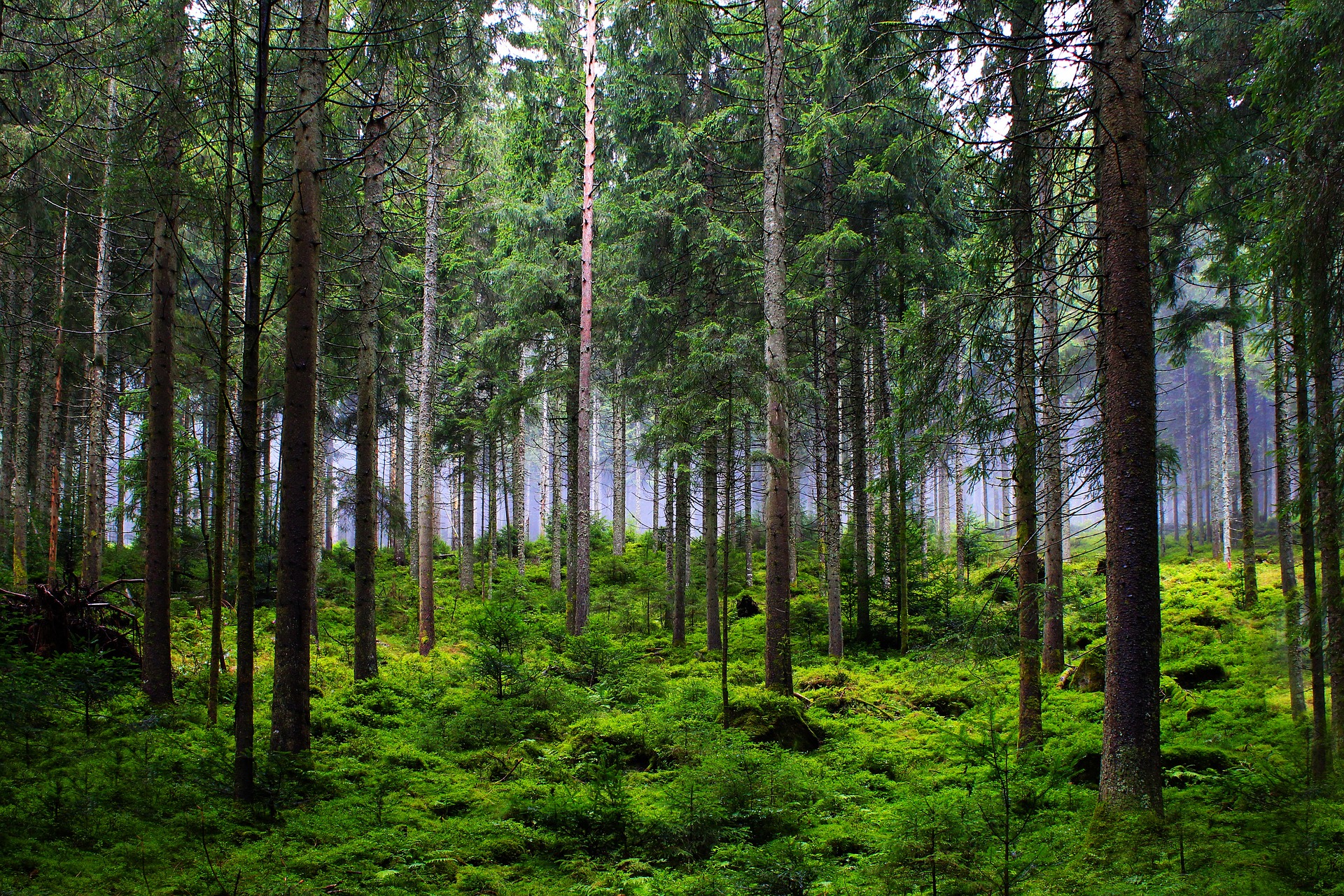forest 6874717 1920